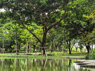 Serene park lake with trees and reflections on a cloudy day.