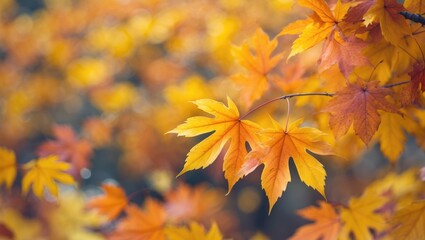 Beautiful warm autumn with a yellow beautiful maple leaf close-up.