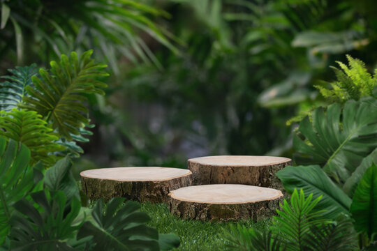 Wood stump podium table top with outdoors in tropical forest nature background.natural product pedestal wooden stand display,healthy life or eco concept.