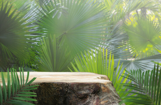 Wood stump podium table top with outdoors in tropical forest nature background.natural product pedestal wooden stand display,healthy life or eco concept.