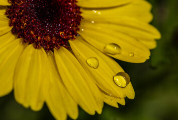 yellow flower with water drops close up