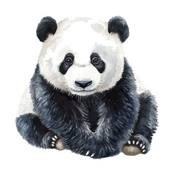 Panda Close Up, watercolor drawing vector, isolated on a white background. © AMIDCO