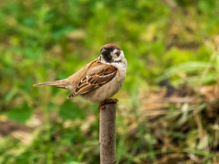 An adult Eurasian Tree Sparrow perches on a wooden post