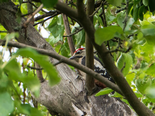 A Great Spotted Woodpecker peeks through green leaves