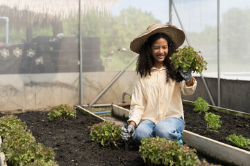 Cultivating vegetable plot. Vegetable growing in organic farm. Greenhouse vegetable farm. Farmer...
