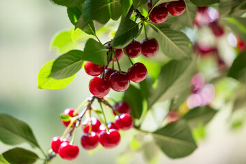 Detail of ripe red sour cherries on tree