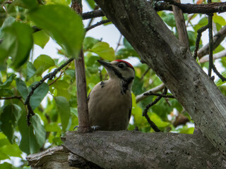 Great Spotted Woodpecker Resting on a Branch