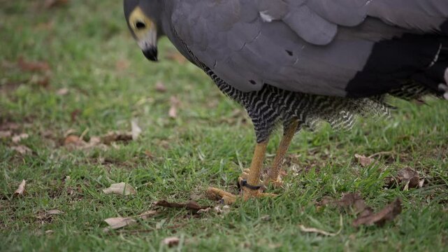 A tagged African Goshawk eats a piece of food held firmly in its claw.