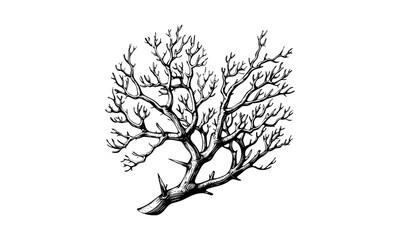 Retro Branch Illustration, Wood Engraving, Vintage Vector, Botanical Art, Antique Tree, Rustic Style, Nature Design, Forest Branch, Classic Drawing, Rustic Illustration.