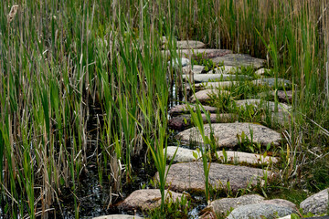 Stone road through tall grass Texture Background Empty space Wallpaper Template 