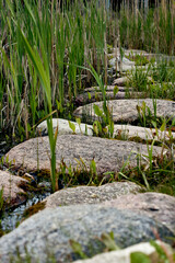 Stone road through tall grass Texture Background