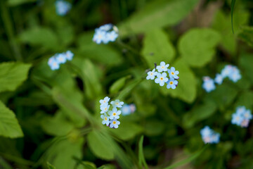 forget-me-nots in the field Flowers in the meadow