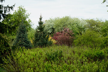 spring in the forest Field in the forest with a Christmas tree and booming cherry trees