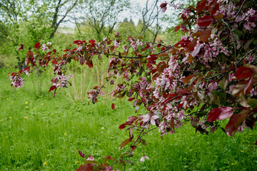 branches of flowering cherry plum Prunus cerasifera Spring time Garden
