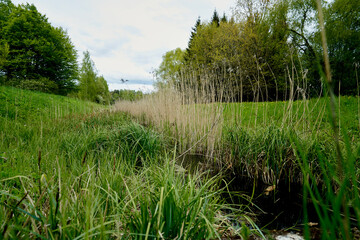 Little river in the forest Spring landscape Rural Good weather Background Banner