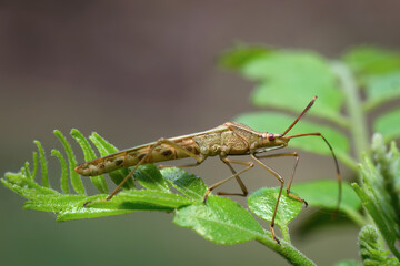 Macro Close Up of Leptocorisa Oratoria (Rice Ear Bug), an Agricultural Pest, Resting on Green Leaves with Detailed Texture, Antennae, and Natural Habitat Background