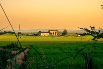 Farmhouse at sunset beside rice field in Piedmont