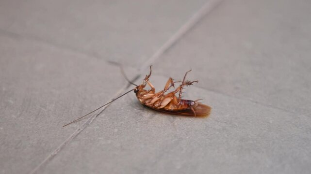 4K Cockroach in dizziness after being sprayed with insecticide