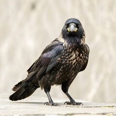Fototapeta premium Majestic thick-billed raven portrait close up
