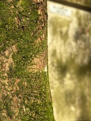 Capture the quiet coexistence of trees and blooming flowers in a public park setting. This series highlights the beauty of curated nature—majestic trunks, soft petals, filtered sunlight, and the peace