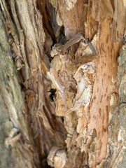 Capture the quiet coexistence of trees and blooming flowers in a public park setting. This series highlights the beauty of curated nature—majestic trunks, soft petals, filtered sunlight, and the peace