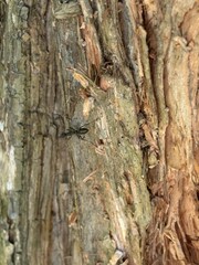 Capture the quiet coexistence of trees and blooming flowers in a public park setting. This series highlights the beauty of curated nature—majestic trunks, soft petals, filtered sunlight, and the peace