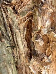 Capture the quiet coexistence of trees and blooming flowers in a public park setting. This series highlights the beauty of curated nature—majestic trunks, soft petals, filtered sunlight, and the peace