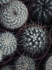 Capture the quiet coexistence of trees and blooming flowers in a public park setting. This series highlights the beauty of curated nature—majestic trunks, soft petals, filtered sunlight, and the peace