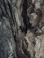 Capture the quiet coexistence of trees and blooming flowers in a public park setting. This series highlights the beauty of curated nature—majestic trunks, soft petals, filtered sunlight, and the peace