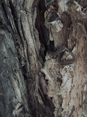 Capture the quiet coexistence of trees and blooming flowers in a public park setting. This series highlights the beauty of curated nature—majestic trunks, soft petals, filtered sunlight, and the peace