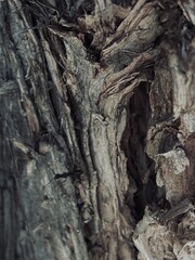 Capture the quiet coexistence of trees and blooming flowers in a public park setting. This series highlights the beauty of curated nature—majestic trunks, soft petals, filtered sunlight, and the peace