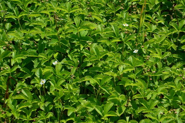 Obraz premium Close-up view of wild strawberry plants with green leaves and white flowers