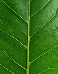 Intricate venation pattern of a vibrant green leaf, showcasing nature's detailed design