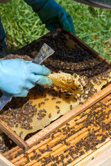 Apiculture - Apiculteur tenant un cadre de cire au dessus d'une ruche, lors d'une visite sanitaire et inspection du rucher