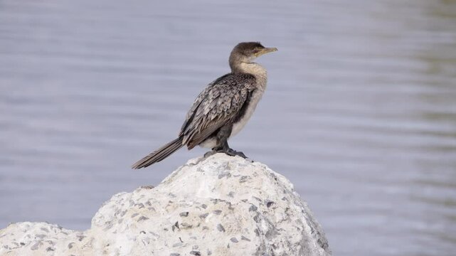 A Crowned Cormorant perches on a rocky outcrop with the rippling sea in the background along the Western Cape coast.