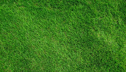 Fototapeta premium Lush green grass texture, vibrant and healthy, perfect for backgrounds and nature themes