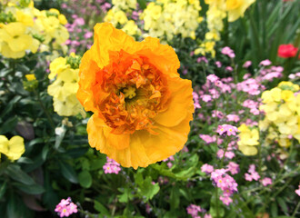 macro of cheerful orange buttercup in spring meadow