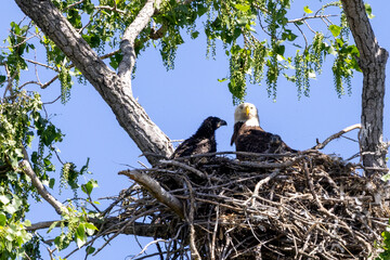 eagle family in nest