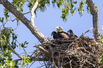 eagle family in nest