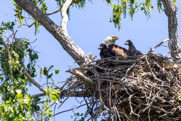 eagle family in nest