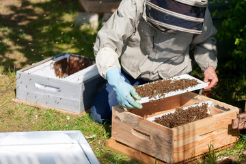 Apiculture - Apiculteur tenant un cadre de cire au dessus d'une ruche, lors d'une visite sanitaire et inspection du rucher