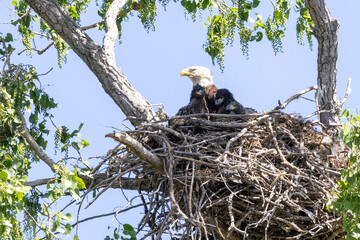 eagle family in nest