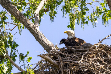 bald eagle in the nest