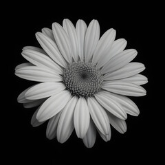 Lucid Realism A Close-Up Macro Monochromatic Daisy