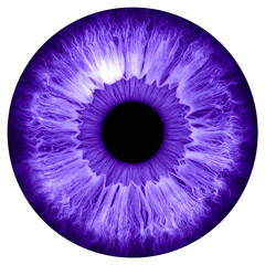 Purple human iris close-up isolated on transparent or white background 

