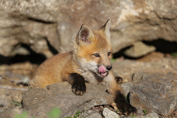 red fox in the wild