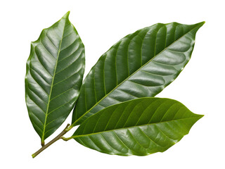 Close-up of Three Coffee Plant Leaves Isolated on transparent background, Isolated Png, Isolated on transparent background, Isolated Png file, Cut-out, No Background, Isolated object