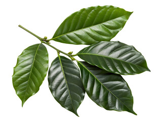 Close-up of Three Coffee Plant Leaves Isolated on transparent background, Isolated Png, Isolated on transparent background, Isolated Png file, Cut-out, No Background, Isolated object