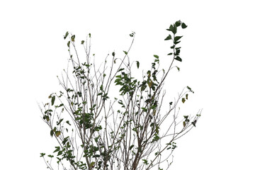 Green leaves sprout amidst bare branches against a fragmented pale background