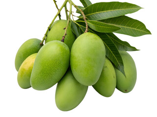 Pile of Fresh Green Mangoes with Leaves Isolated on transparent background, Isolated Png, Isolated on transparent background, Isolated Png file, Cut-out, No Background, Isolated object